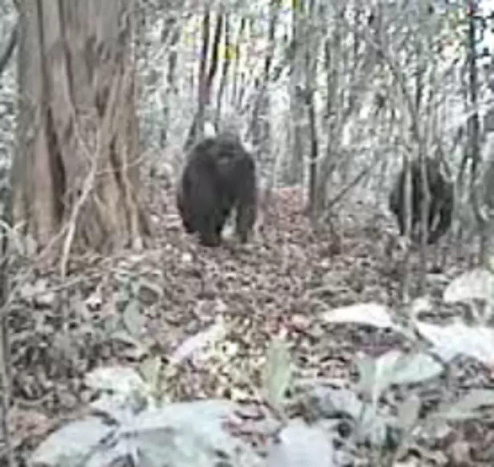 #rare gorillas